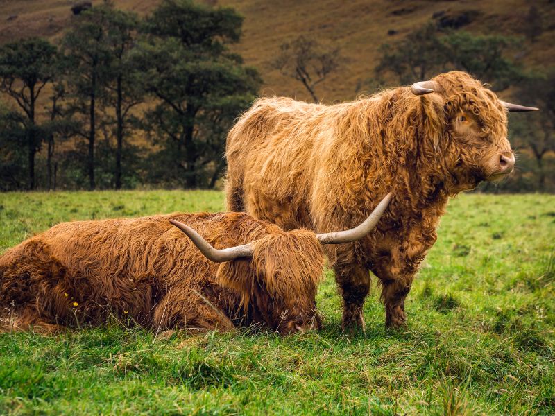 England & Scotland Discovery